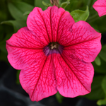 Petunia Surfinia Hot Pink